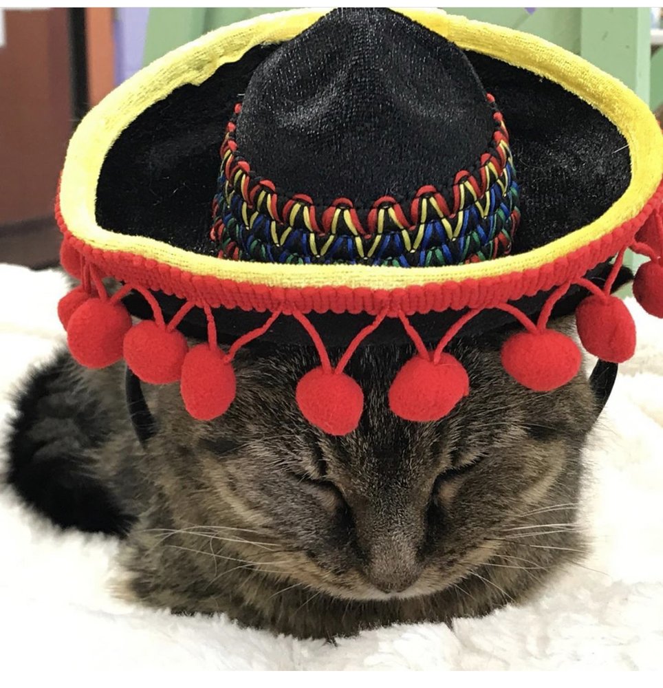 Lisa C.'s profile image