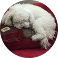 Louise Ryckman's Profile Image