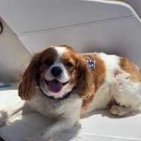 Laura Avery Figg's profile image