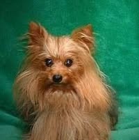 Sharon Goins Urtuzuastegui's profile image