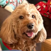 Sherry Jordan Santo's profile image