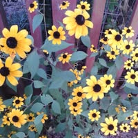 Carole Givens's profile image