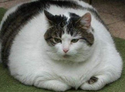 Jane O.'s profile image