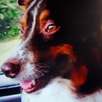 Cathy Cox's profile image