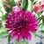 Sharla Tinsen's Profile Image