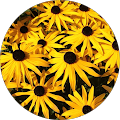 Lyn Bankowski's Profile Image