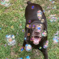 Alex Perdomo's profile image