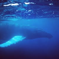 Frank Comstive's profile image