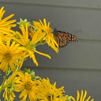 Suzanne Nelson Schwartz's profile image