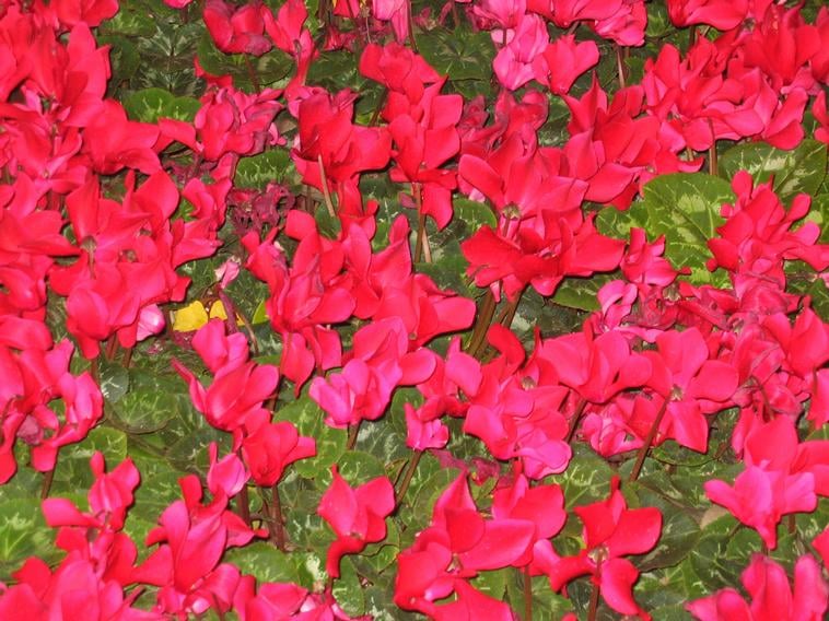 Emily G.'s profile image