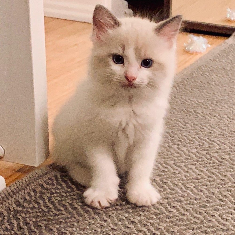 Coco F.'s profile image