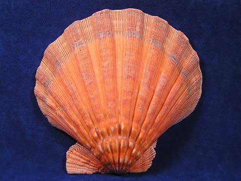 Colleen S.'s profile image