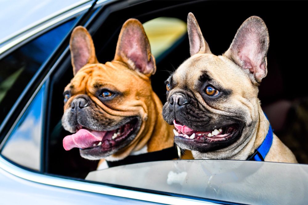 Neal C.'s profile image