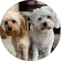 Shelly Amesbury's Profile Image