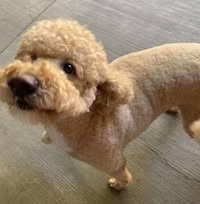 Linda Neesen's profile image