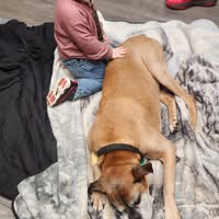 Ron Shirley Jr.'s profile image