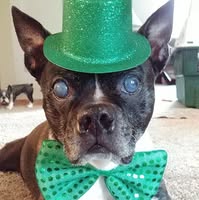 Phylis Shropshire's profile image