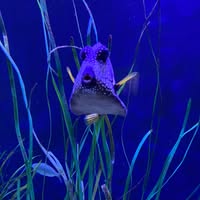 Susan Alexander's profile image