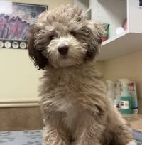 Lindi Fitch Morgavan's profile image