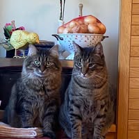 Kate Case's profile image