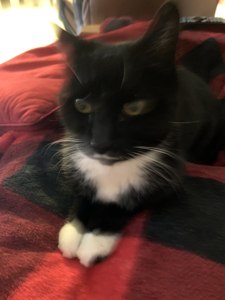 Anka C.'s profile image