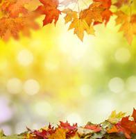 Brad M's profile image