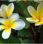 Dina Grete's profile image