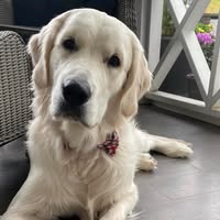 Allison Mitchell's profile image