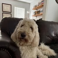 Scot Jones's profile image