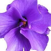 Haily Cee's profile image