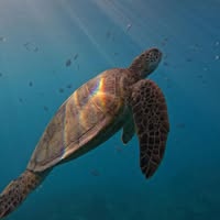 Susan Quave's profile image