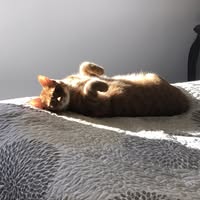 SteveDeb Zulich's profile image