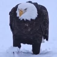 Susan McDaniel Thornton's profile image