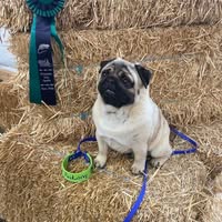 Kim Harpole's profile image