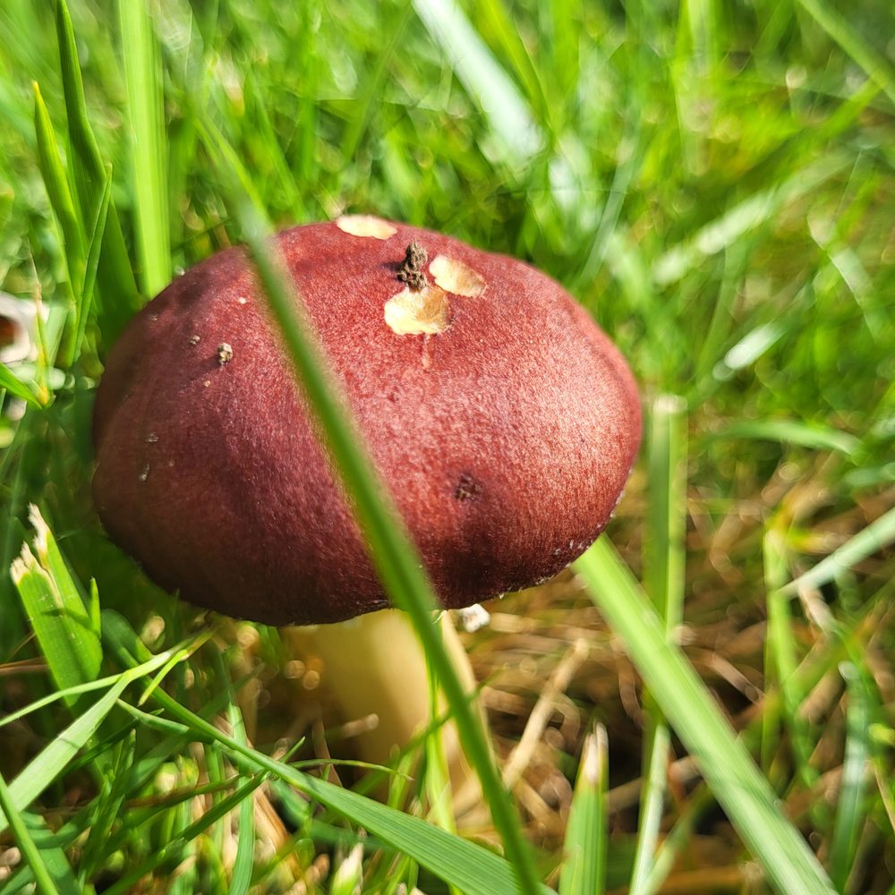 Sylvia P.'s profile image