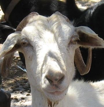 Renjit M.'s profile image