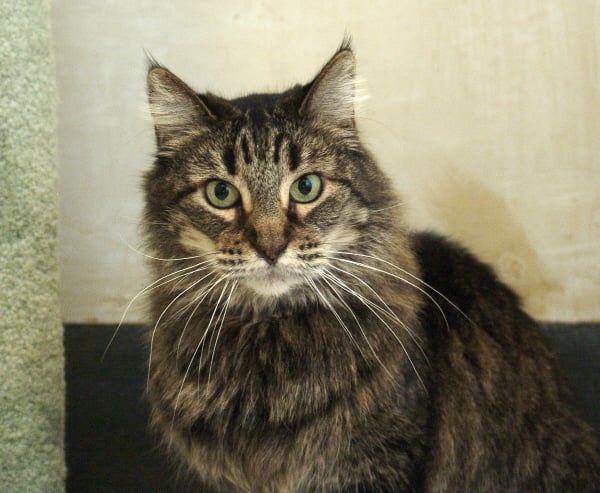 Carole M.'s profile image