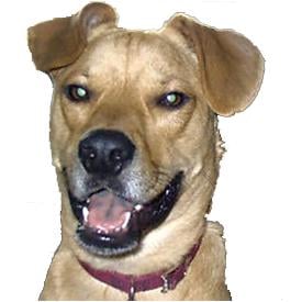 Dan R.'s profile image