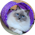 Profile Photo of Cristie Burr