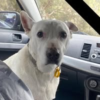 Izabeau Boylan's profile image