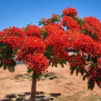 Sheila Beer's profile image