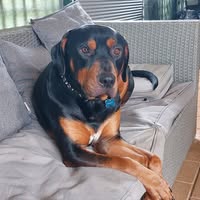 Dianna Spargo's profile image