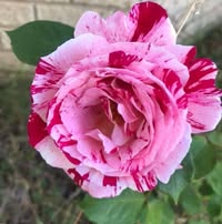 Michelle Brewster's profile image