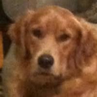 Lee Gillman's profile image