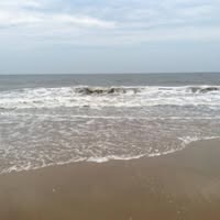 Susan Roy's profile image