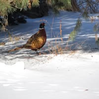 Carol J. Kerr's profile image