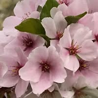 Lee Tidwell Nordmark's profile image