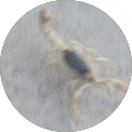 virginia g.