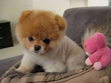 Chibi K.'s profile image