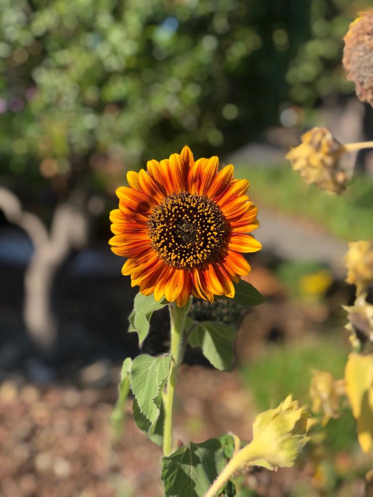 Anne O.'s profile image